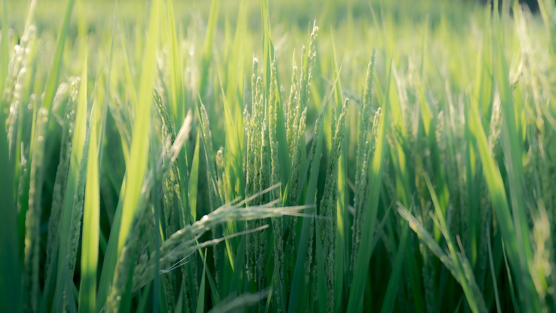 Supplier Stories: Okazaki Farm, a story steeped in passion.